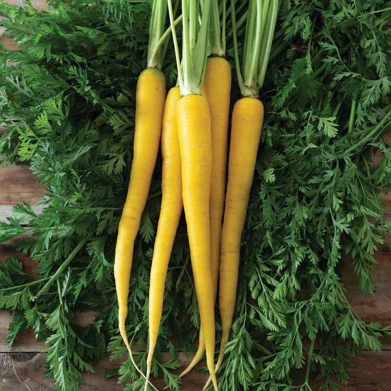 Yellowbunch – (F1) Carrot Seed