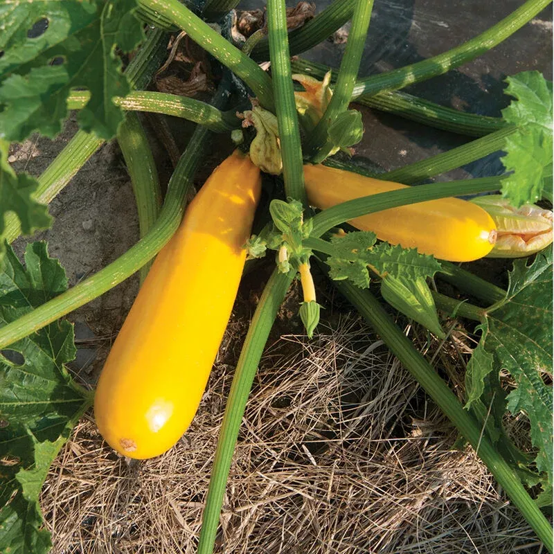 Yellowfin – Organic Zucchini Seeds