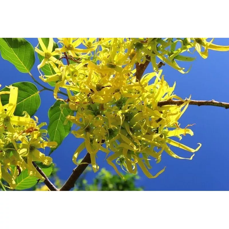 Ylang ylang flower Cananga odorata Channel#5 perfume Fragrant Tree 10 seeds