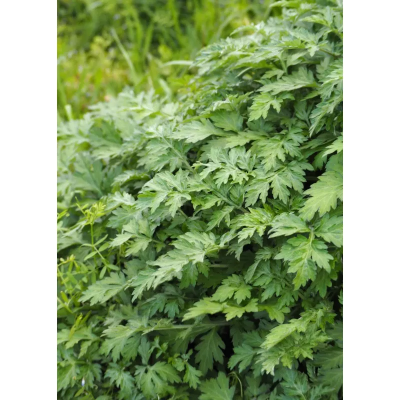 Yomogi (Artemisia princeps)