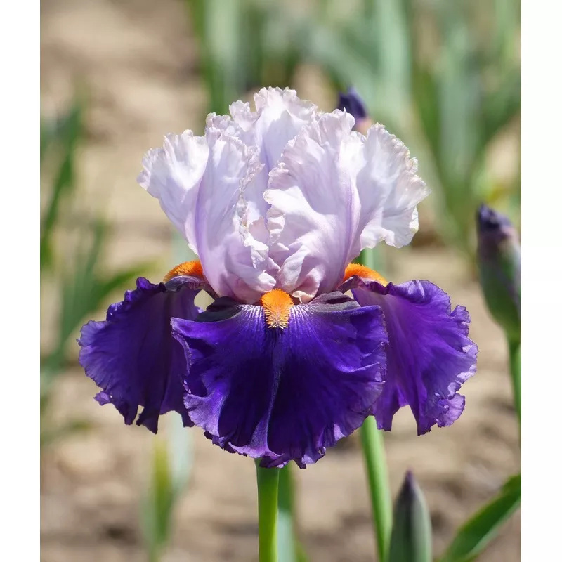You Grow Girl Tall Bearded Iris – 1 Rhizome