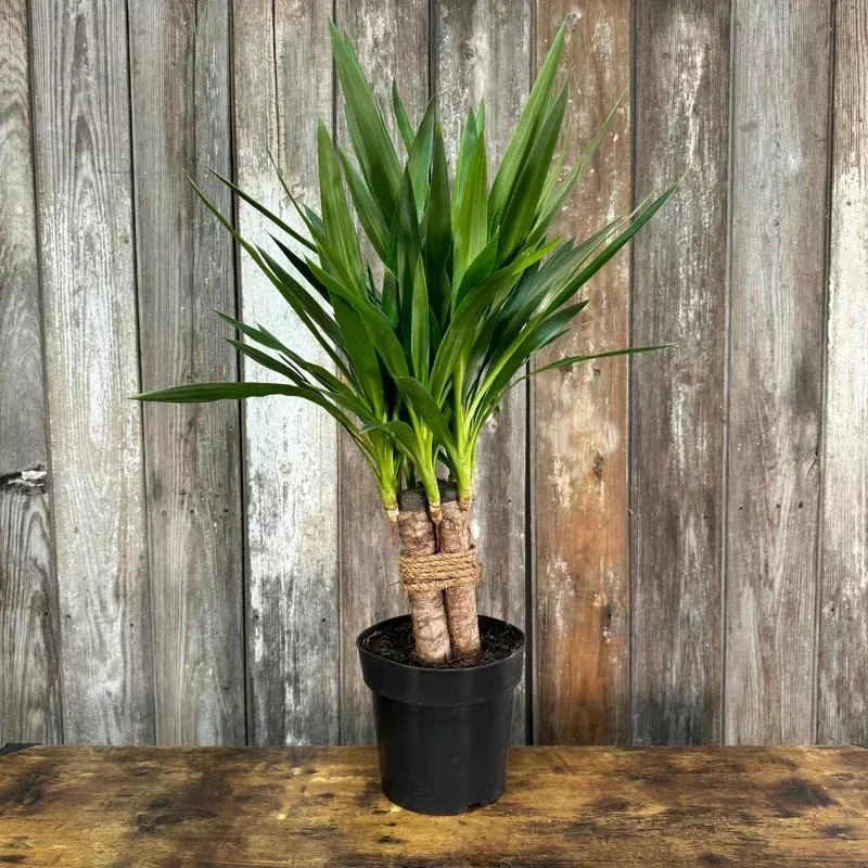 Yucca Cane|8″ Clump&10″ 3-2-1&14″