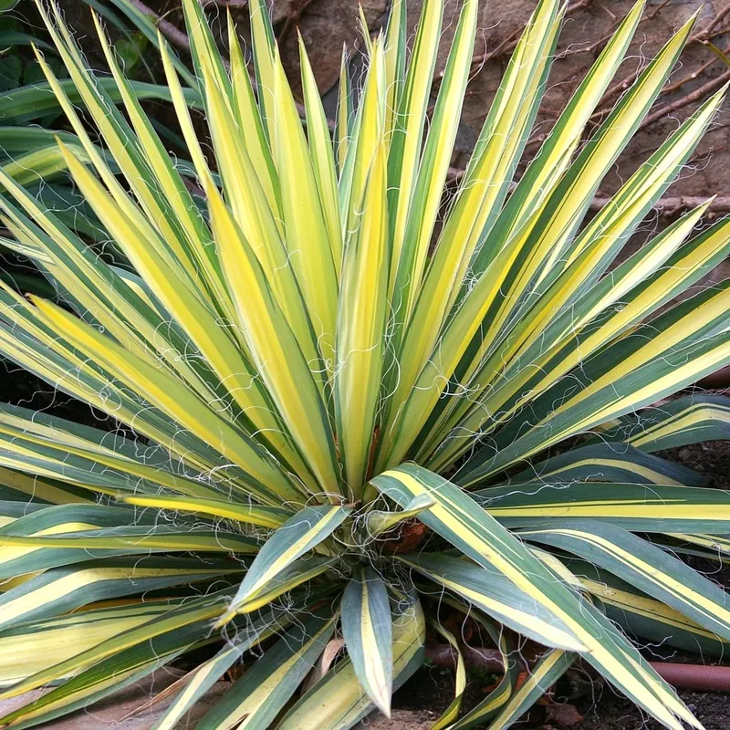 Yucca - Color Guard 2 Pack