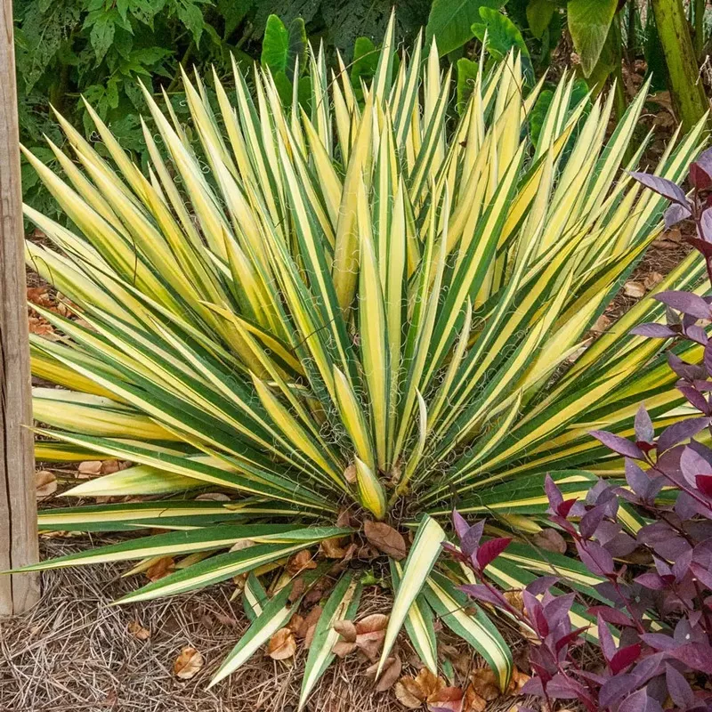 Yucca’Color Guard ’