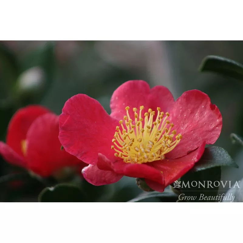 Yuletide Camellia – Monrovia