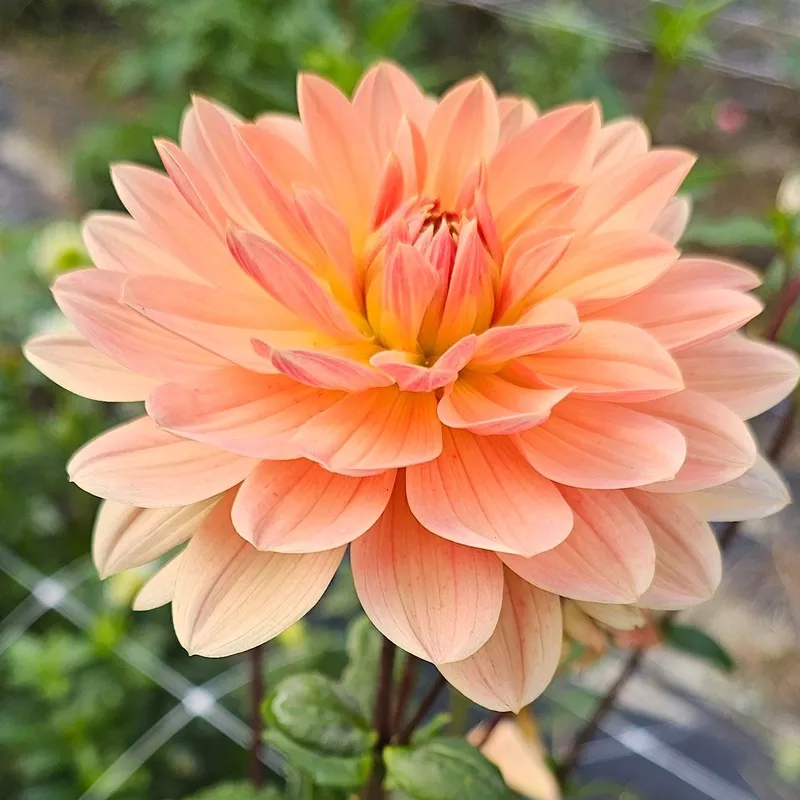 Yvonne Dahlia