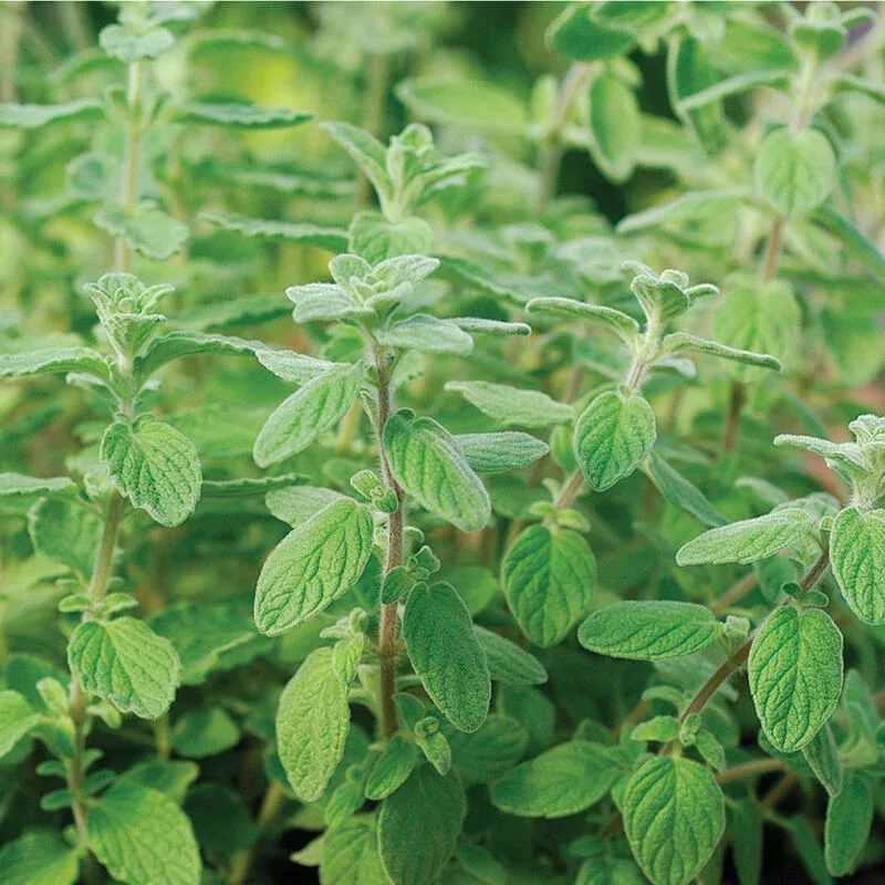 Zaatar – Organic Sweet Marjoram Seed