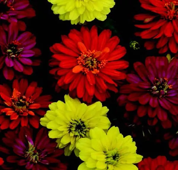 Zahara Double Brilliant Mix Zinnia Seeds