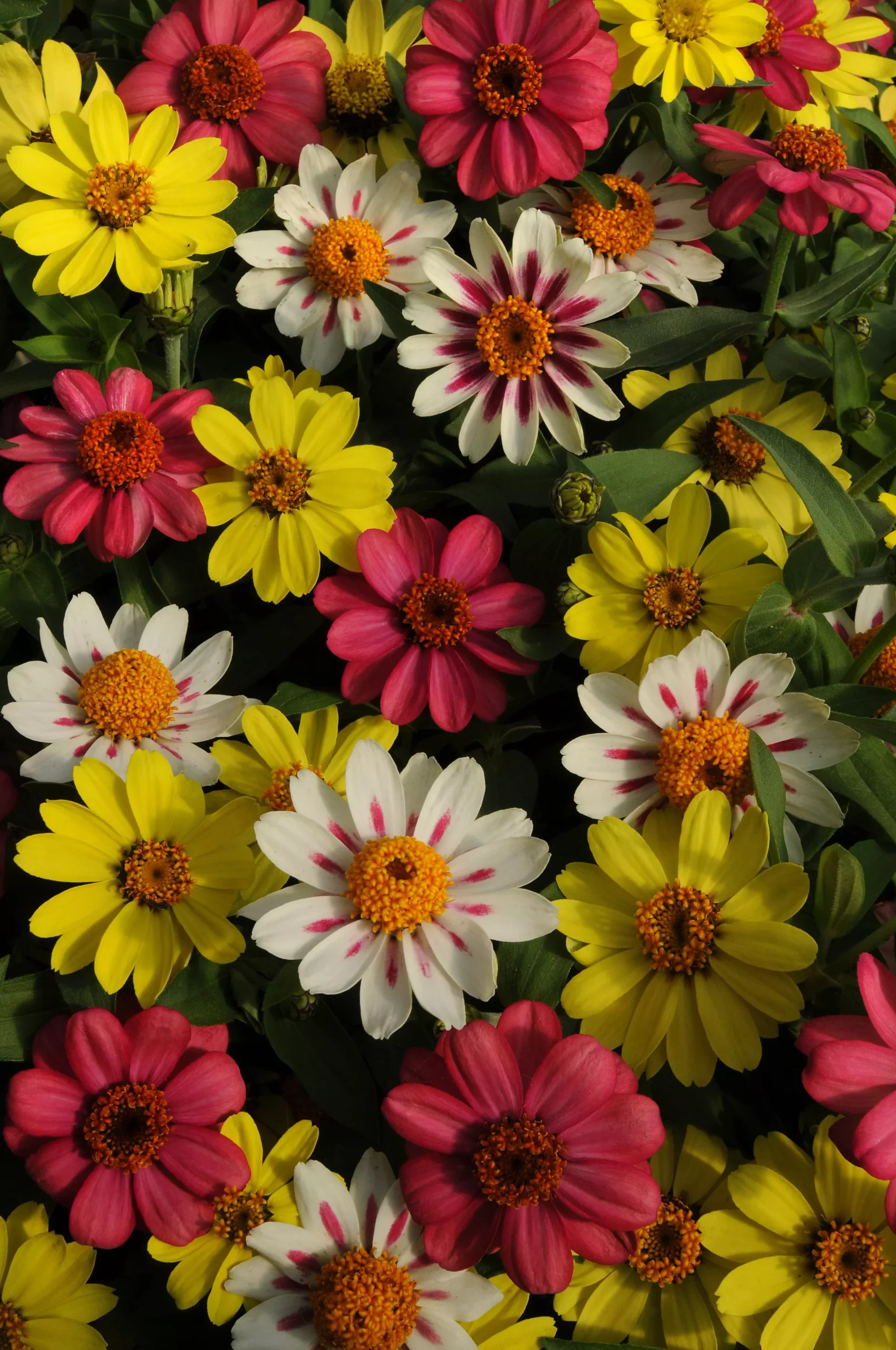 Zahara Raspberry Lemonade Mixed Hybrid Zinnia Seeds