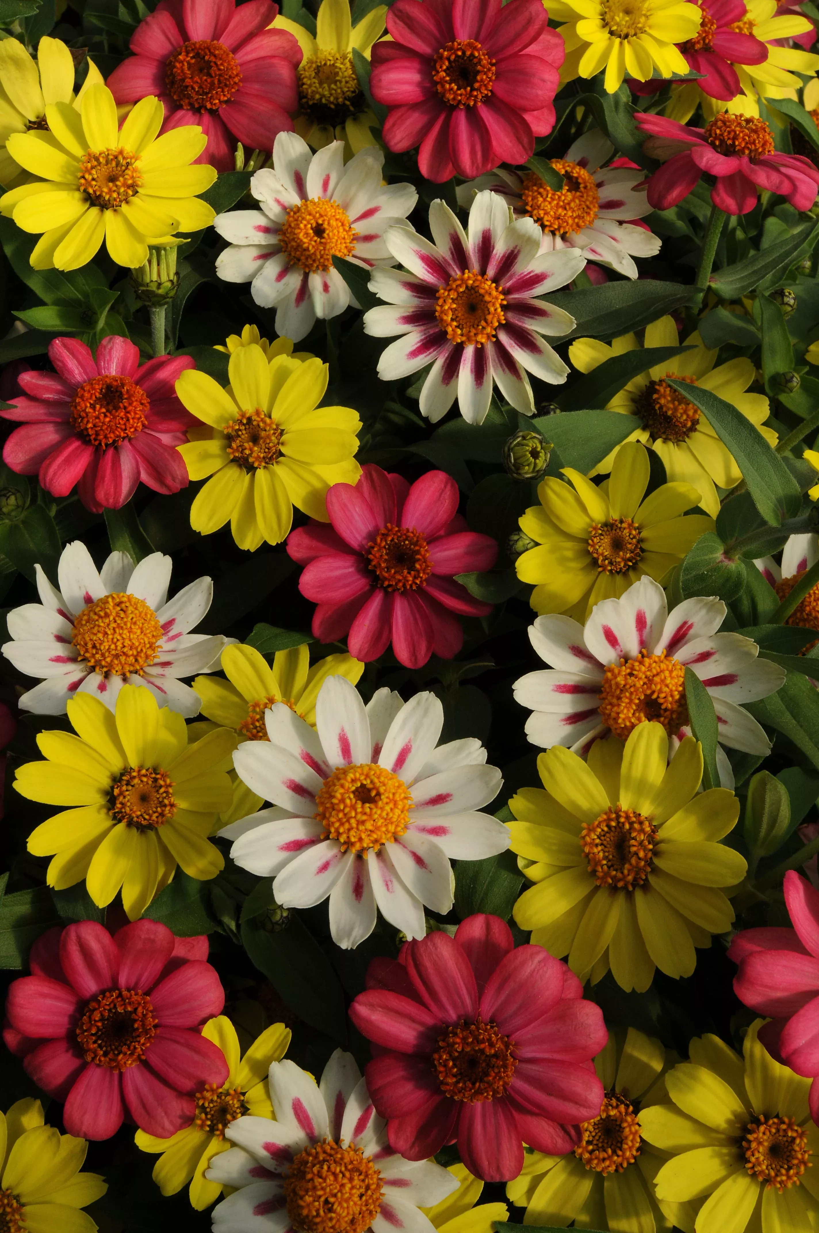 Zahara Raspberry Lemonade Mixed Hybrid Zinnia Seeds