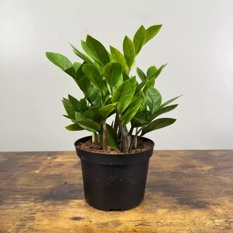 Zamioculas ‘Chameleon ZZ Plant’
