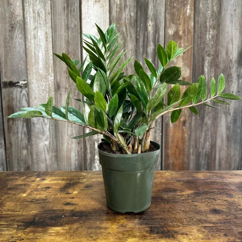 Zamioculas ‘ZZ Plant’|4″&6″&8″&10″&14″