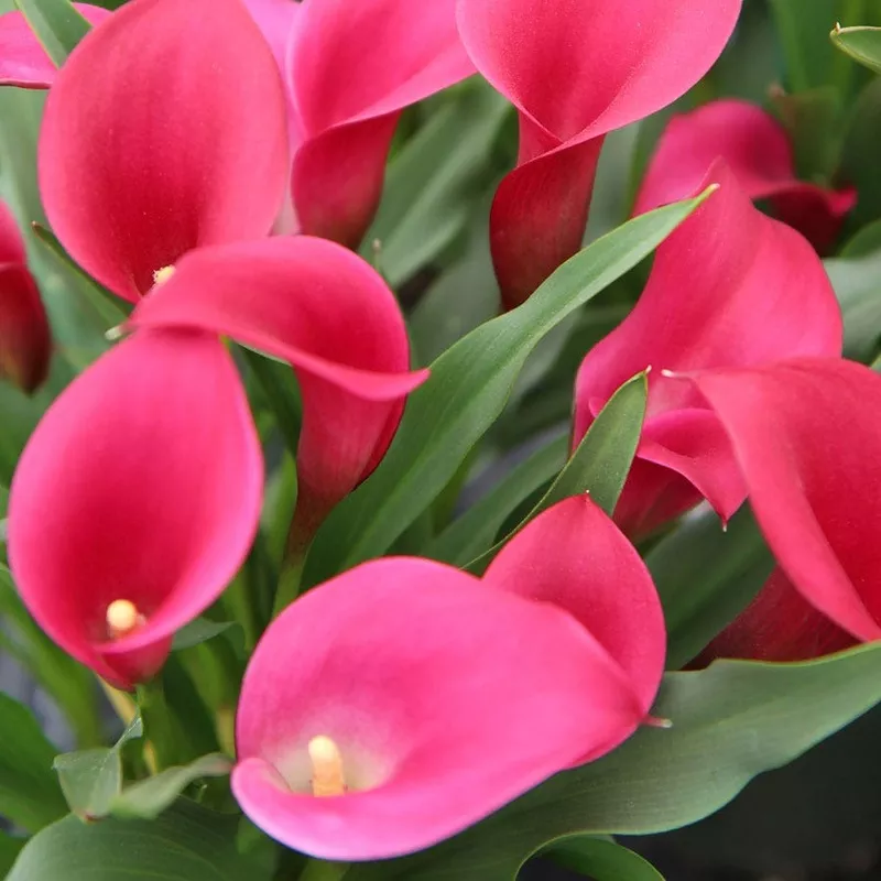 Zantedeschia Callafornia Red Calla Lily Bulb