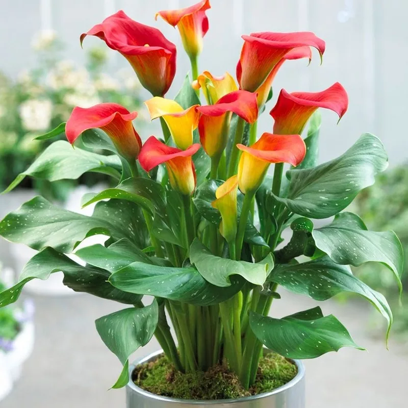 Zantedeschia ‘Captain Fuego’ Calla Lily Bulbs