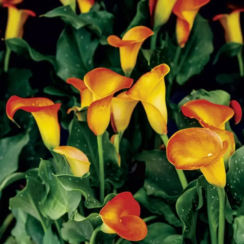 Zantedeschia’Selina ’ Calla Lily Bulb