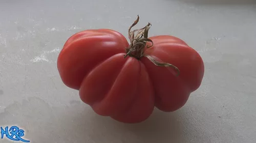 Zapotec Tomato