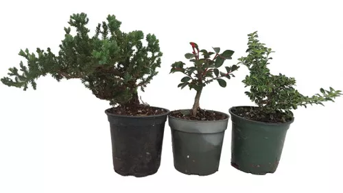 Zen Living Bonsai Assortment - 3 Plants 4" Pots