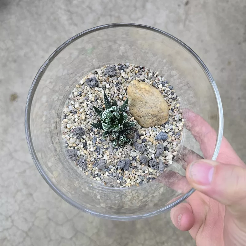 Zen Terrarium – 5″