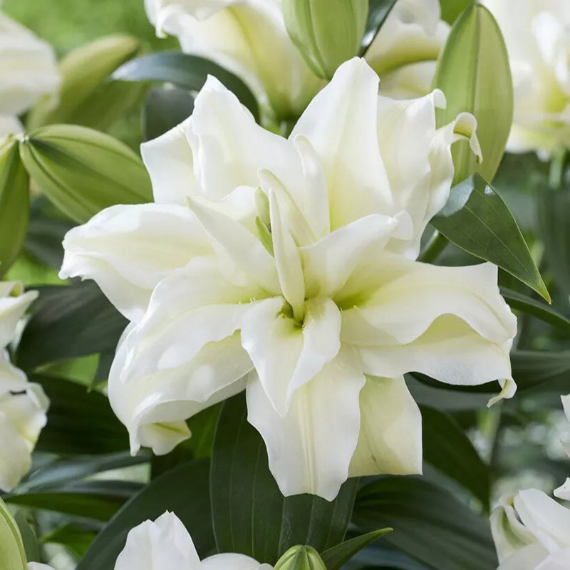 Zeta – Roselily Bulbs