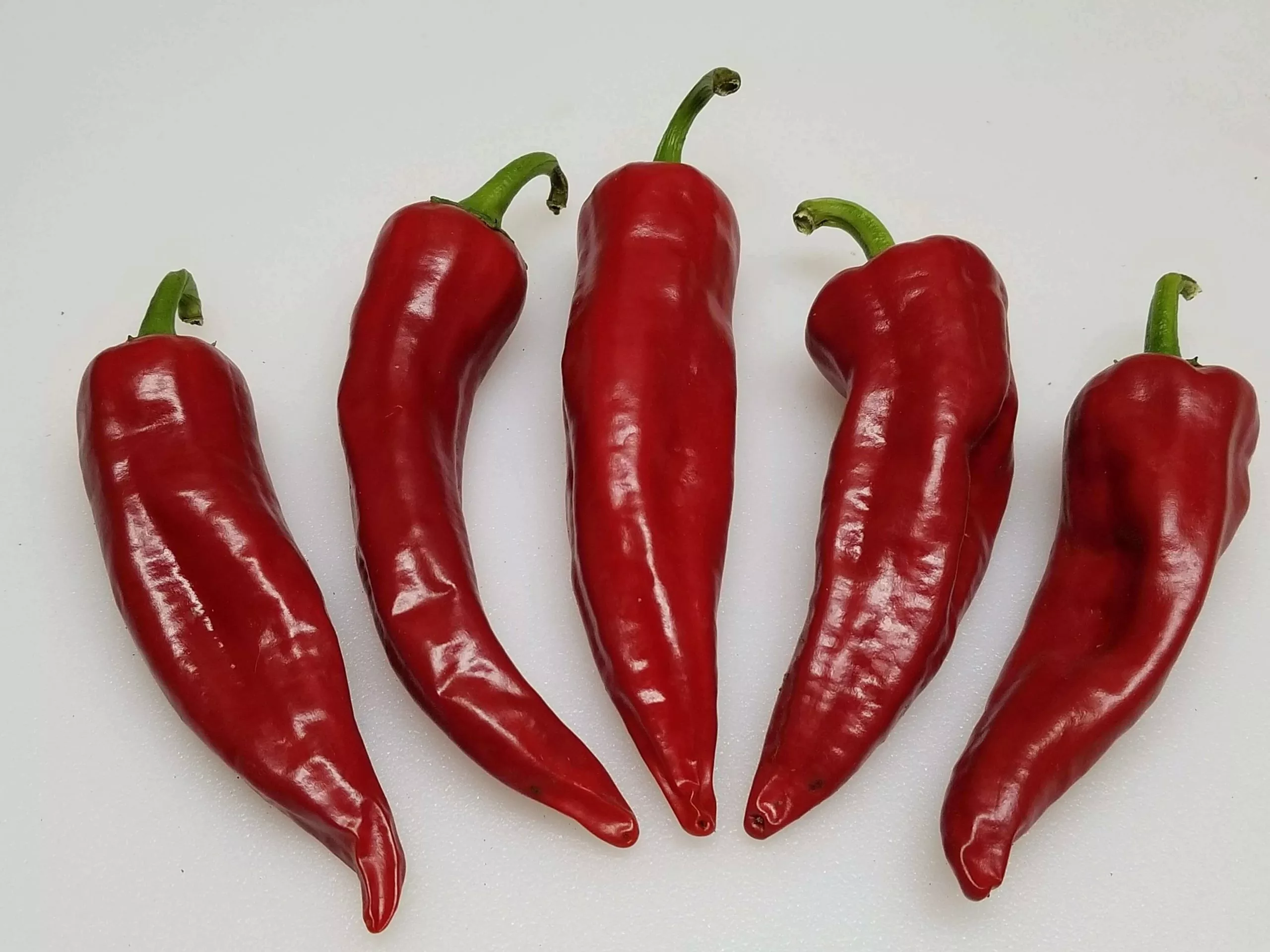 Zia Pueblo Chile 10+ Seeds