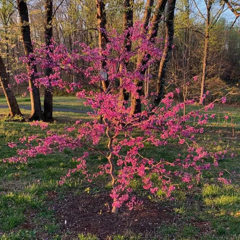 Zig Zag Redbud