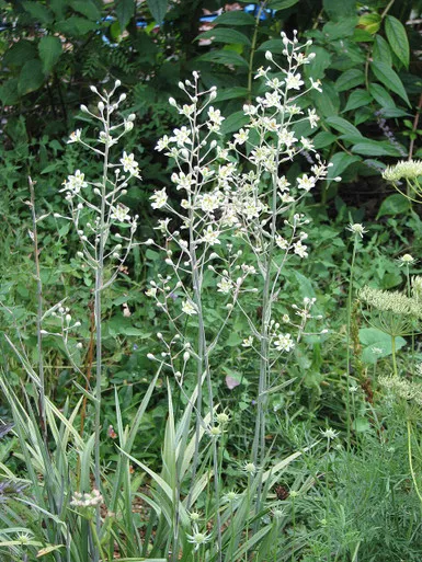 Zigadenus (Anticlea) elegans