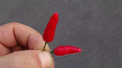 Zimbabwe Bird Pepper