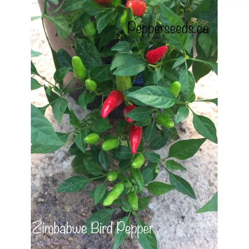 Zimbabwe Birds Eye Pepper Seeds