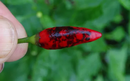 Zimbabwe Black Variegated Pepper