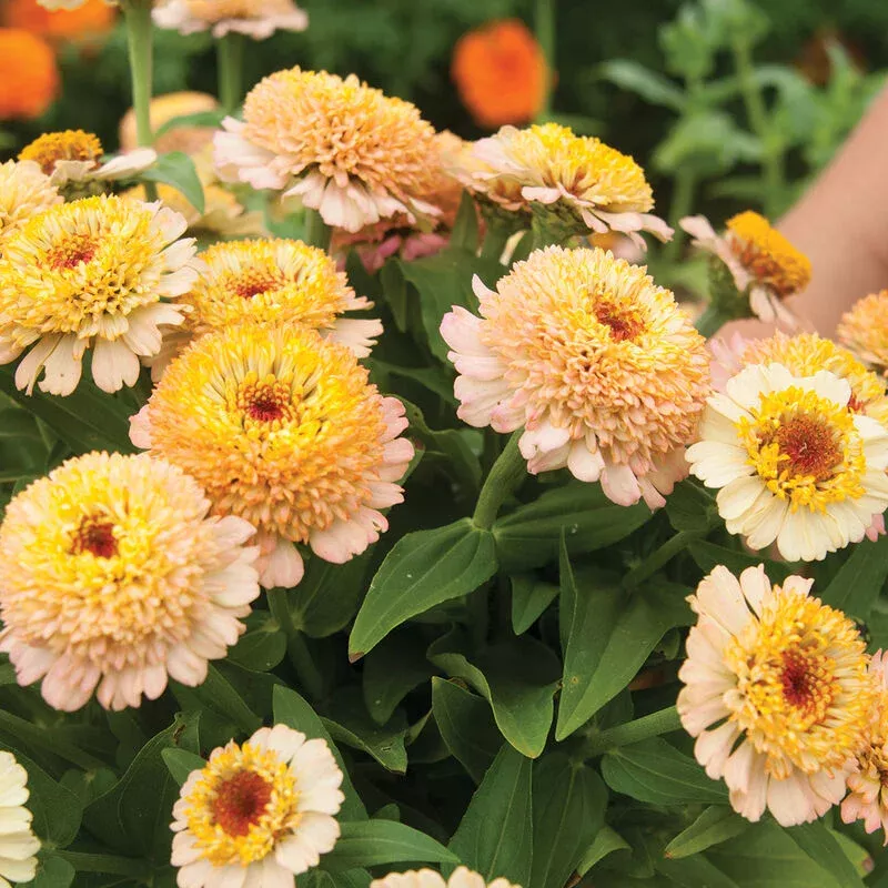 Zinderella Peach – Zinnia Seed
