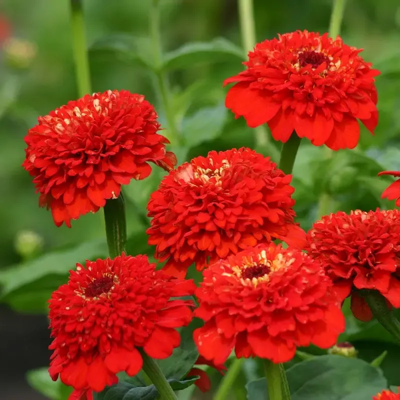 ’Zinderella Red ’ Zinnia Seeds