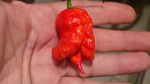 Zing Pepper