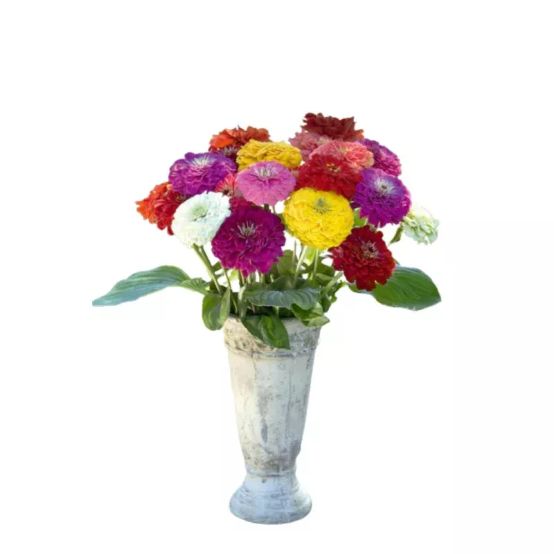 Zinnia Benary’s Giant Mix Seeds | West Coast Seeds