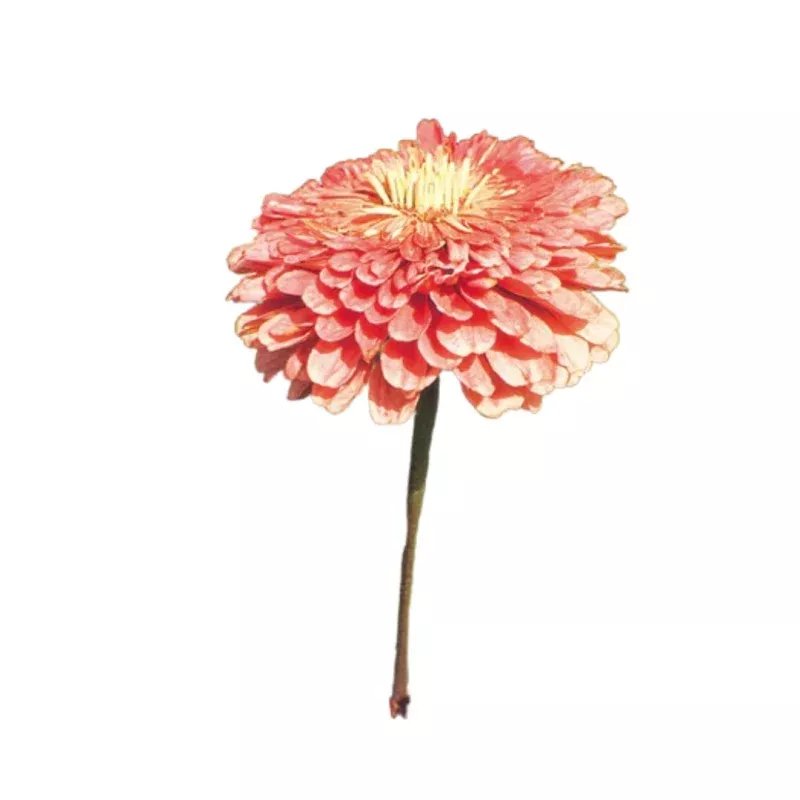 Zinnia Benary’s Giant Salmon Rose