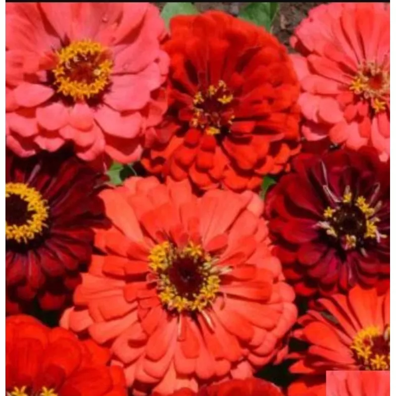 Zinnia BERRY TART MIX Fiery Vibrant Blooms Hummingbirds Butterflies SeedsHeirloom, Non-GMO, High Germination Organic Garden Seeds