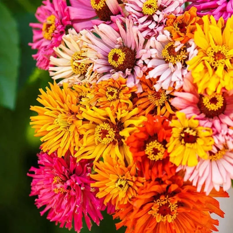 Zinnia BURPEEANA GIANTS MIX Annual High LARGE Blooms SeedsHeirloom, Non-GMO, High Germination Organic Garden Seeds