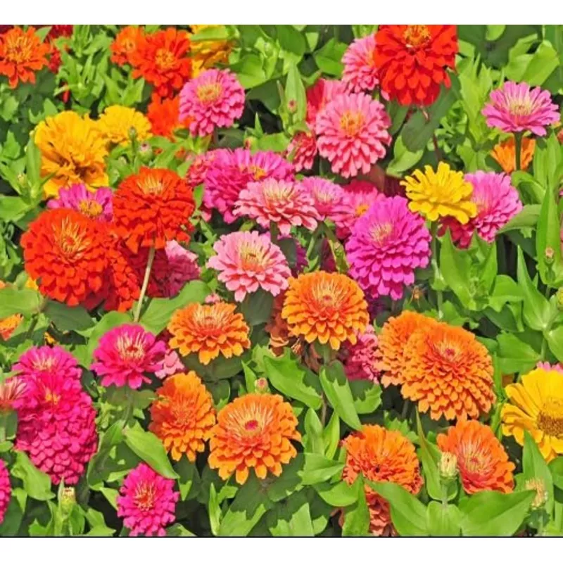 Zinnia Flower – Heirloom, Non – Gmo Seeds