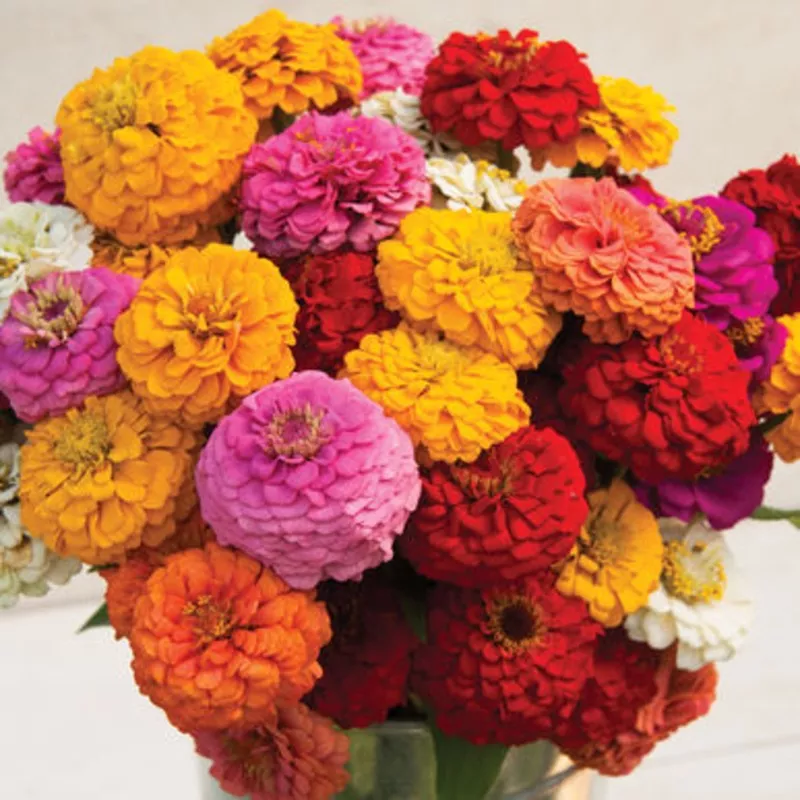 Zinnia Oklahoma HybridHeirloom, Non-GMO, High Germination Organic Garden Seeds