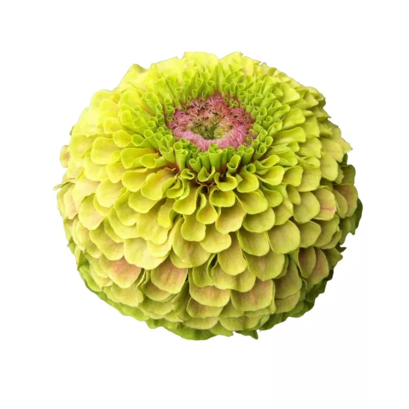 Zinnia Queeny Lime with Blotch Seeds | West Coast Seeds