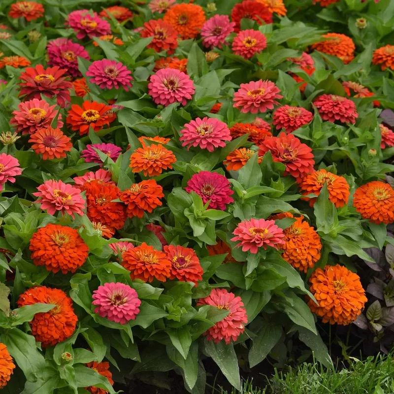 Zinnia Seeds – Elegant Hot Mix