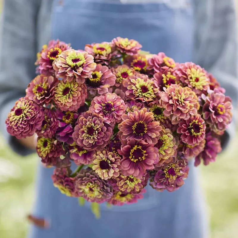 Zinnia Seeds – Queeny Lime Red