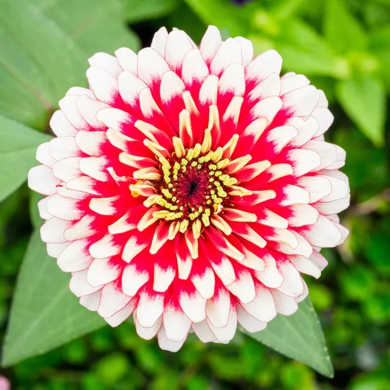 Zinnia Seeds – Swizzle Cherry & Ivory