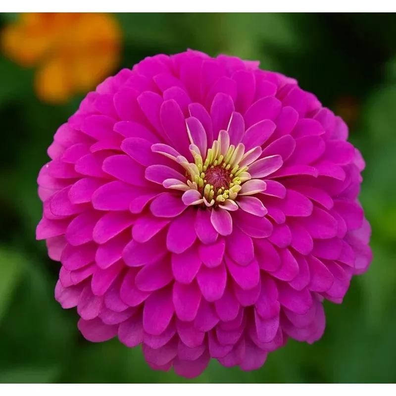 Zinnia VIOLET QUEEN Purple Songbirds Butterflies Hummingbirds SeedsHeirloom, Non-GMO, High Germination Organic Garden Seeds