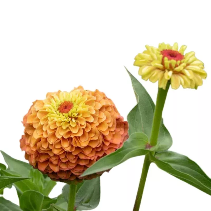 Zinnias Queeny Lime Orange Seeds | West Coast Seeds