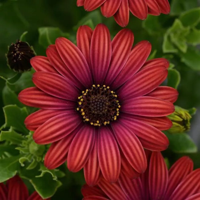 Zion Red Osteospermum