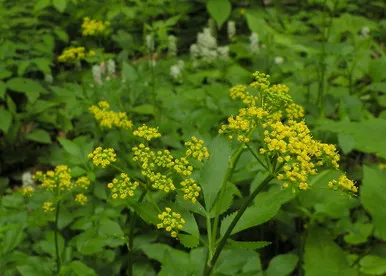 Zizia aurea