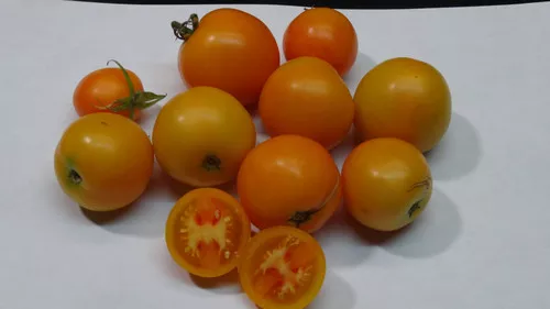 Zlatava Tomato