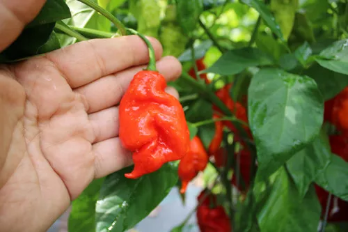 Zombie Scorpion Pepper