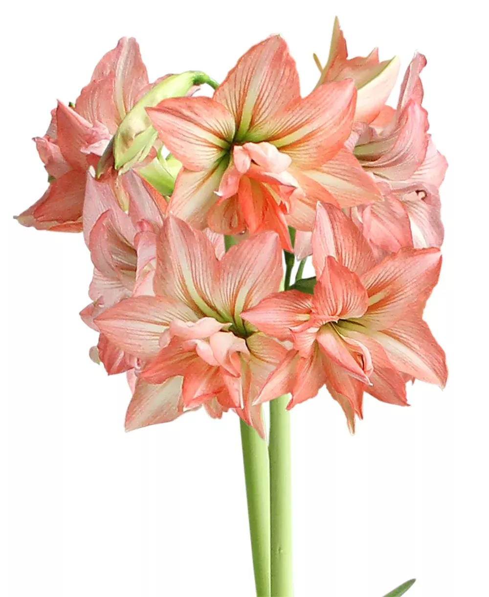 Zombie Sonata Amaryllis - 16-20 cm bulb