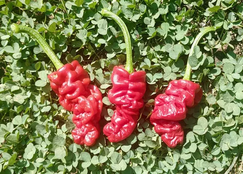 Zou-Pi / Shar Pei Pepper Seeds - Capsicum Chinense - Rare & Delicious